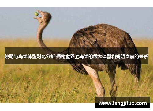 姚明与鸟类体型对比分析 揭秘世界上鸟类的最大体型和姚明身高的关系